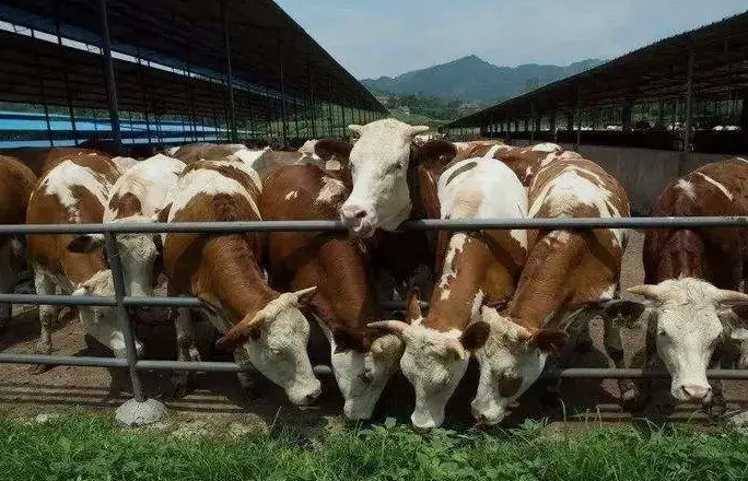 養(yǎng)殖污水處理設備是如何處理污水并實現(xiàn)排放達標的？